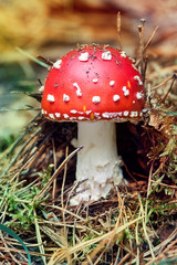 Amanita Muscaria - Red Mushroom in Forest