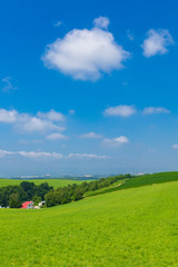 美瑛の牧草地
