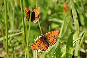 Papillon