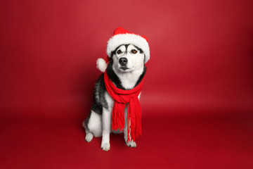 Fototapeta premium Adorable husky dog in Santa hat on color background