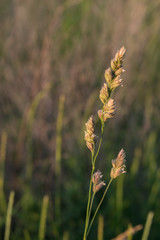 Wild flowers in the field surrounded with weeds and dry grass