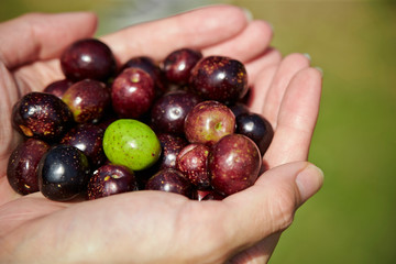 Olive fruit