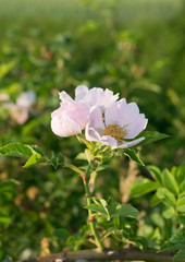 Wild flowers in the field surrounded with weeds and dry grass