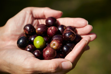 Olive fruit