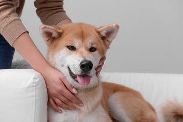 Owner and cute Akita Inu dog on sofa