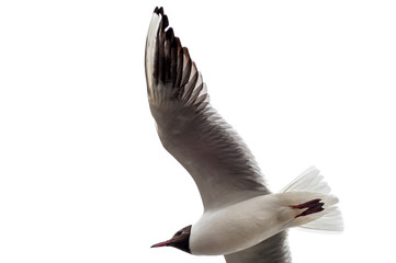 Lecąca mewa śmieszka (Larus Ridibundus), pięknie pokazane ułożenie piór na skrzydle © Kamil_k2p