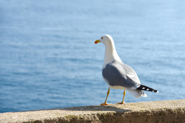 Fototapeta na wymiar Seagull standing on a stone looking at the sea