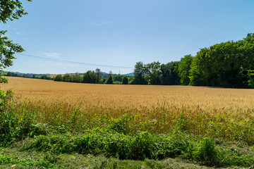 Scorcio di un campo di grano
