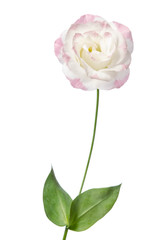 Obraz premium Beautiful Eustoma flower isolated on white background