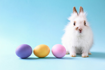 Cute fluffy rabbit with Easter eggs on color background