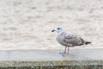 Mewa srebrzysta (Lorus Argentatus)