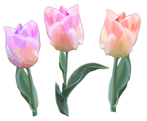 Vector set of different tulips. Design for stencils, interior decoration, clothing. Colorful painted templates.