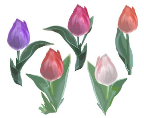 Vector set of different tulips. Design for stencils, interior decoration, clothing. Colorful painted templates