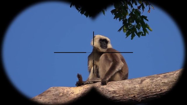 Gray Langur or Hanuman Langur Monkey (Semnopithecus schistaceus) Seen through Binoculars. Watching Animals at Wildlife Safari