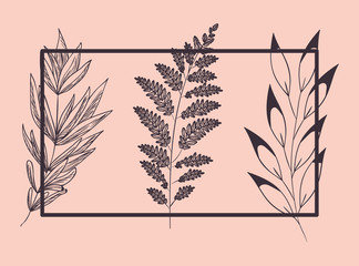 set of plants botanical drawn