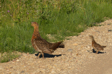  european western capercaillie female  with chick crosses the gravel road and goes to the meadow