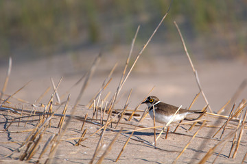 Little ringed plover stands on the sea sand among the broken reeds in the background of green gras