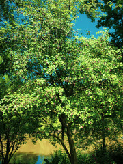 Fototapeta na wymiar Amelanchier lamarckii - Amélanchier de Lamarck, un arbuste ornemental aux feuilles glabres et finement dentées garni de petites baies rouges et violacées comestibles en été