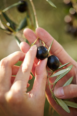 Olive tree