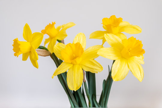 Bouquet de jonquilles