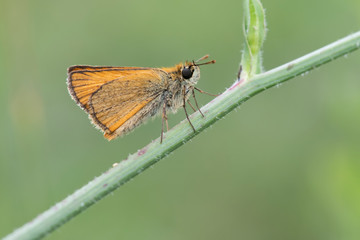 butterfly on leaf