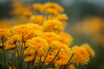 orange and yellow chrysanthemum flower on the background of other chrysanthemum flowers