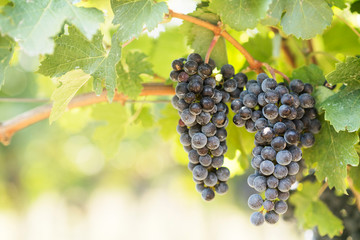 Blue grapes in vineyard