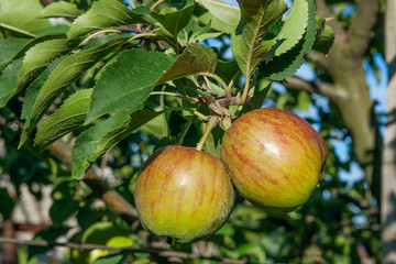 Shiny delicious apples hanging from a tree branch in an apple orchard.