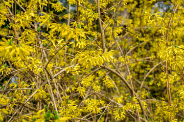 Forsythia shrub blooms in spring in the garden