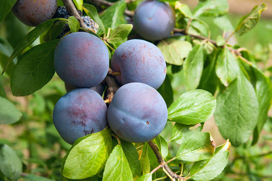 Close up of the plum tree branch with ripe juicy fruits on sunset light.