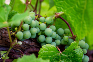 Green growing grapes on a branch