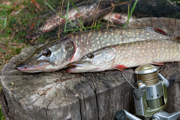 Freshwater pike fish lies on a wooden hemp and fishing rod with reel..