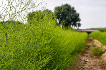 Growing green asparagus plants on the field
