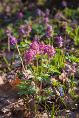 Spring forest with blooming Corydalis cava flowers.