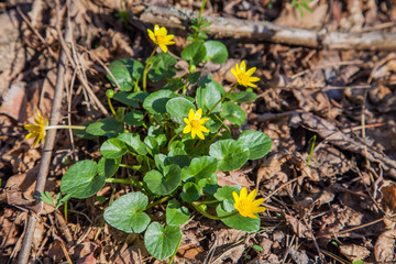 Group of Marsh Marigold (Caltha palustris) blooming in spring forest.