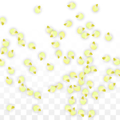 Vector Realistic Pink Petals Falling on Transparent Background.  Spring Romantic Flowers Illustration. Flying Petals. Sakura Spa Design. Blossom Confetti.