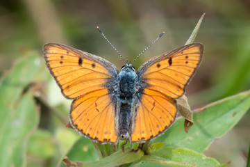 butterfly on flower