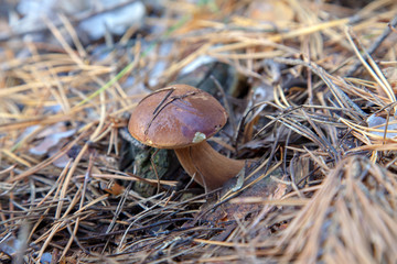 Wild edible bay bolete known as imleria badia or boletus badius mushroom growing in pine tree forest..