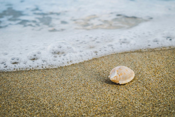 Little shell on the beach,Single shell on the sand.