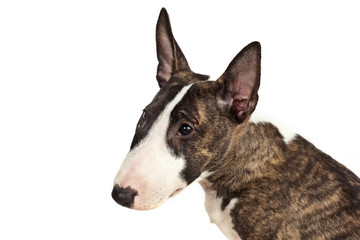 Dog breed mini bull terrier portrait on a white background in profile