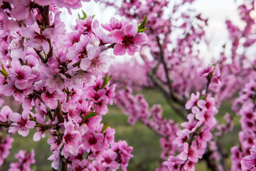 Spring flowering of peach tree. Delicate pink flowers on a branch in the garden. Selective soft focus.