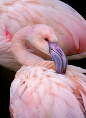 pink flamingo close up in the detail