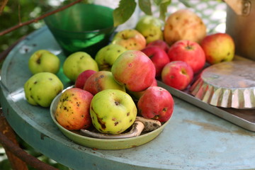 Apple harvest in the country