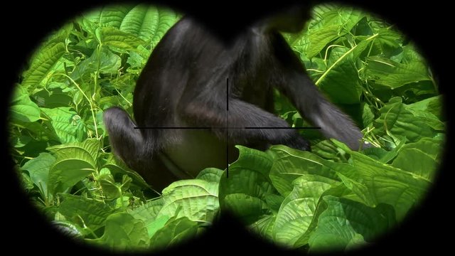 Dusky Leaf Monkey (Trachypithecus obscurus) also known as Spectacled Langur Seen through Binoculars. Watching Animals at Wildlife Safari