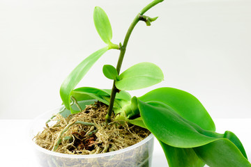 Close-up of young plants on mother plant. Cultivation of orchids in home gardening. Breeding orchids