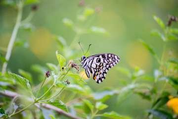 Beautiful common lime butterfly sitting on the flower plants in its natural habitat