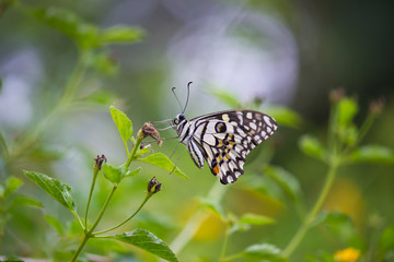 Beautiful common lime butterfly sitting on the flower plants in its natural habitat