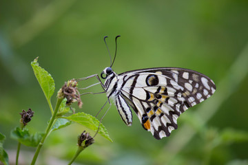 Beautiful common lime butterfly sitting on the flower plants in its natural habitat