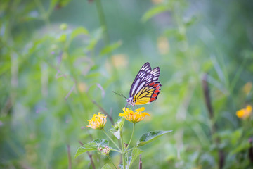 Beautiful common lime butterfly sitting on the flower plants in its natural habitat