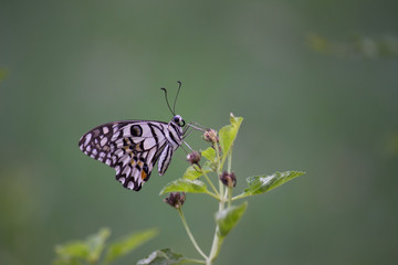 Beautiful common lime butterfly sitting on the flower plants in its natural habitat